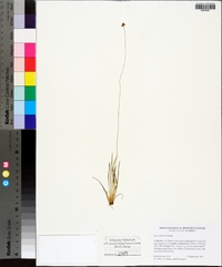 Xyris elliottii image