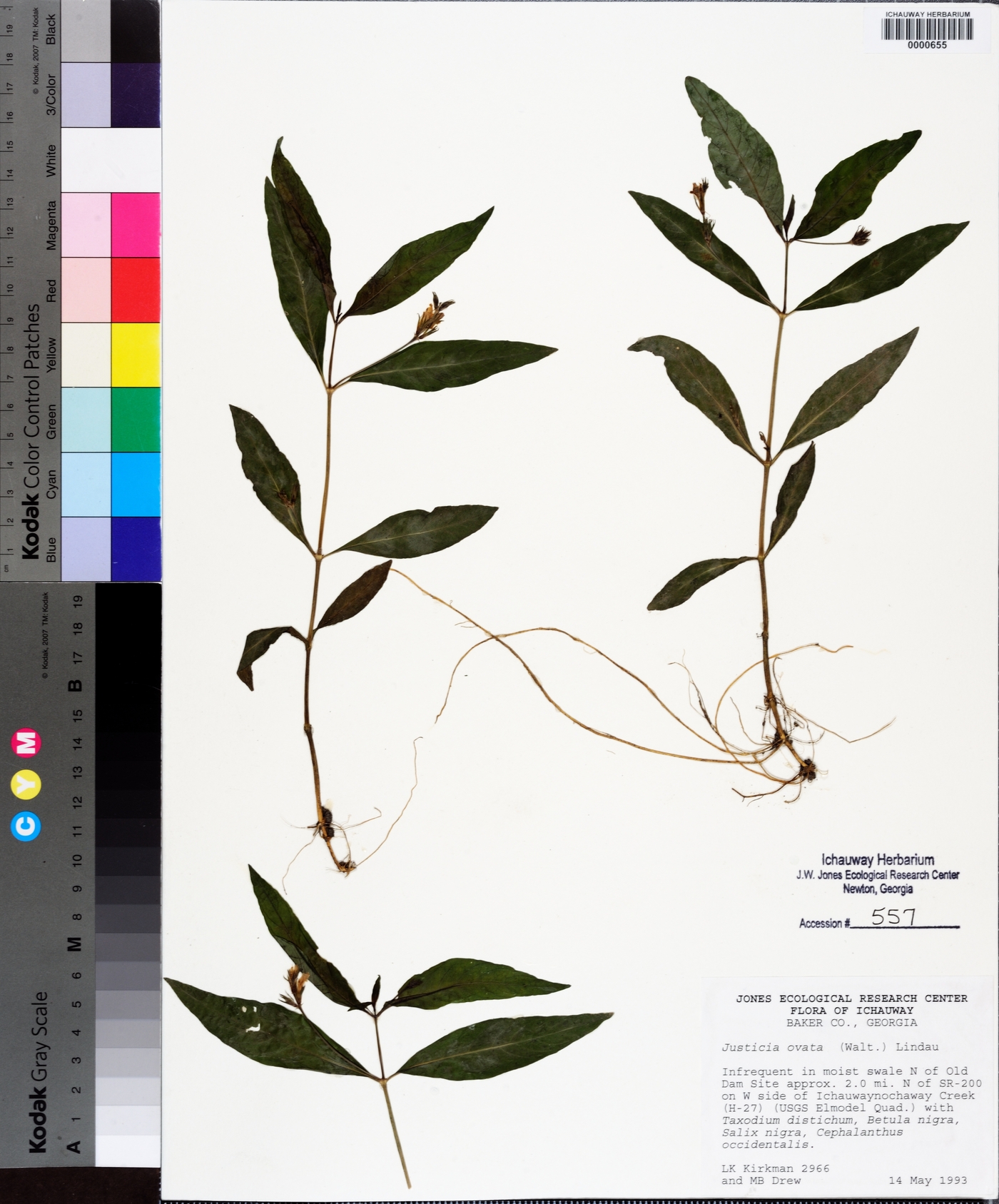 Justicia ovata image