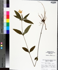 Ruellia caroliniensis image