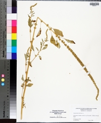 Amaranthus hybridus image