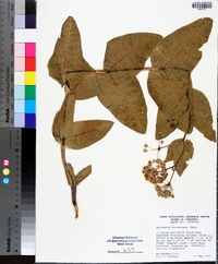 Asclepias humistrata image