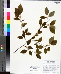 Ilex ambigua image