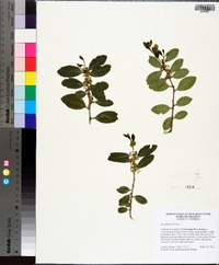 Ilex vomitoria image