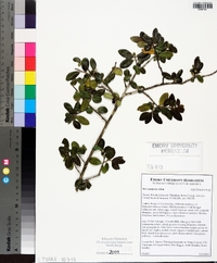 Ilex vomitoria image