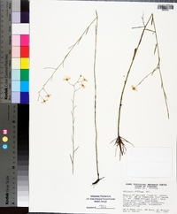 Boltonia diffusa image