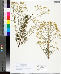 Brickellia eupatorioides image