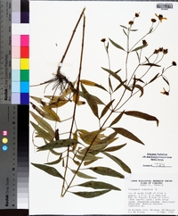 Coreopsis tripteris image