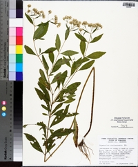 Eupatorium semiserratum image