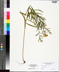 Euthamia graminifolia var. hirtipes image