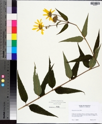 Helianthus hirsutus image