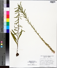 Liatris elegans image