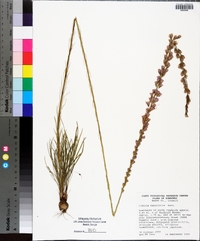 Liatris tenuifolia image