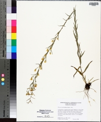 Pityopsis graminifolia image