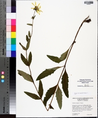 Silphium asteriscus image