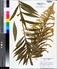 Solidago canadensis var. scabra image