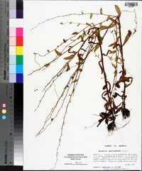 Myosotis macrosperma image