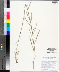 Lobelia glandulosa image