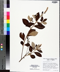 Clethra alnifolia image