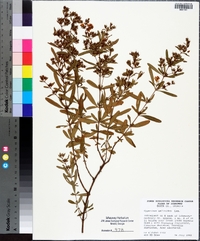 Hypericum galioides image