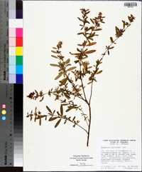 Hypericum galioides image