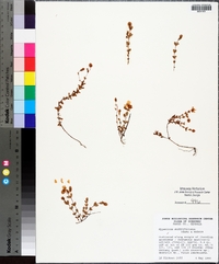 Hypericum suffruticosum image