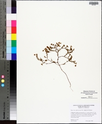 Hypericum suffruticosum image