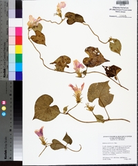 Ipomoea hederacea image