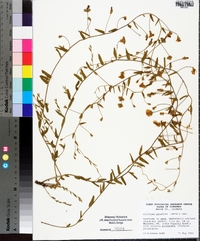 Stylisma aquatica image