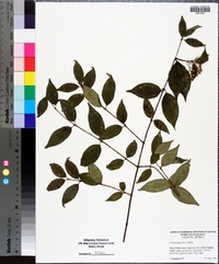 Cornus asperifolia image