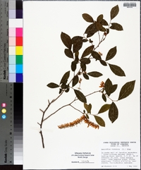 Leucothoe racemosa image