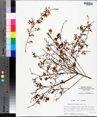 Vaccinium myrsinites image