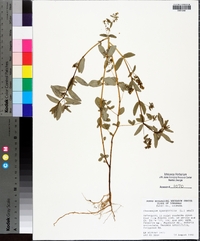 Chamaesyce hyssopifolia image