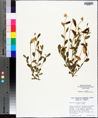 Crotalaria rotundifolia image