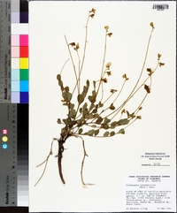 Crotalaria rotundifolia image