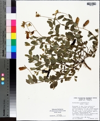 Crotalaria rotundifolia image