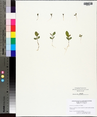 Crotalaria rotundifolia image