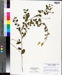 Crotalaria rotundifolia image