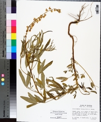 Crotalaria lanceolata image