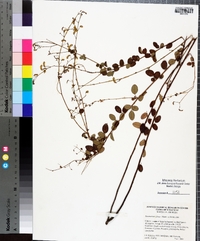 Desmodium ciliare image