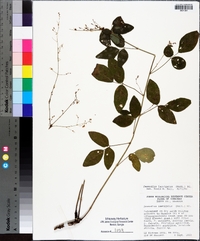 Desmodium laevigatum image