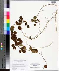 Desmodium lineatum image