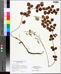 Desmodium lineatum image