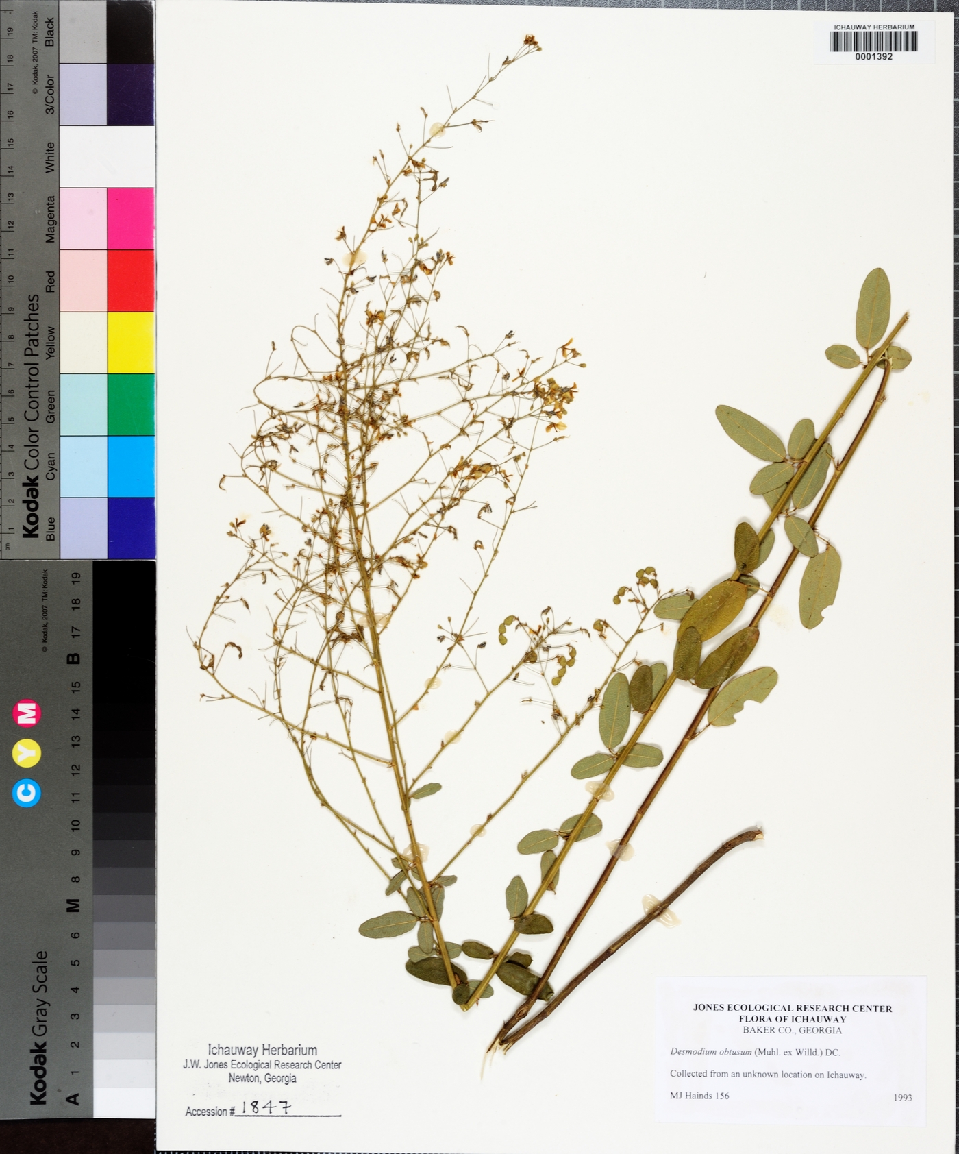 Desmodium obtusum image