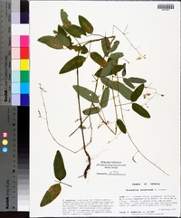 Desmodium perplexum image