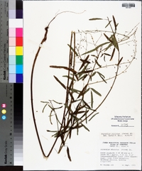 Desmodium strictum image