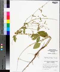 Desmodium tortuosum image