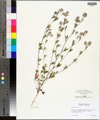 Trifolium arvense image