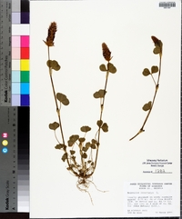 Trifolium incarnatum image