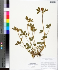 Trifolium reflexum image