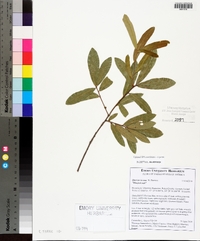 Quercus incana image